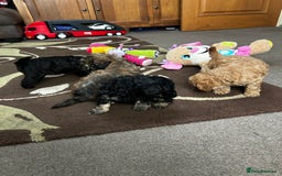 Toy Poodle dogs for sale: Beautiful Toy Poodle Puppies - Image 11