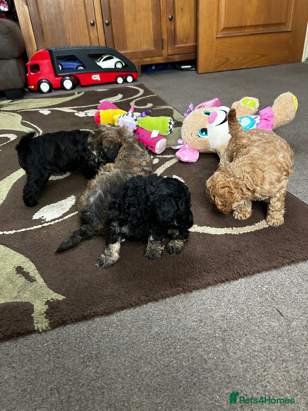 Toy Poodle dogs for sale: Beautiful Toy Poodle Puppies - Image 11