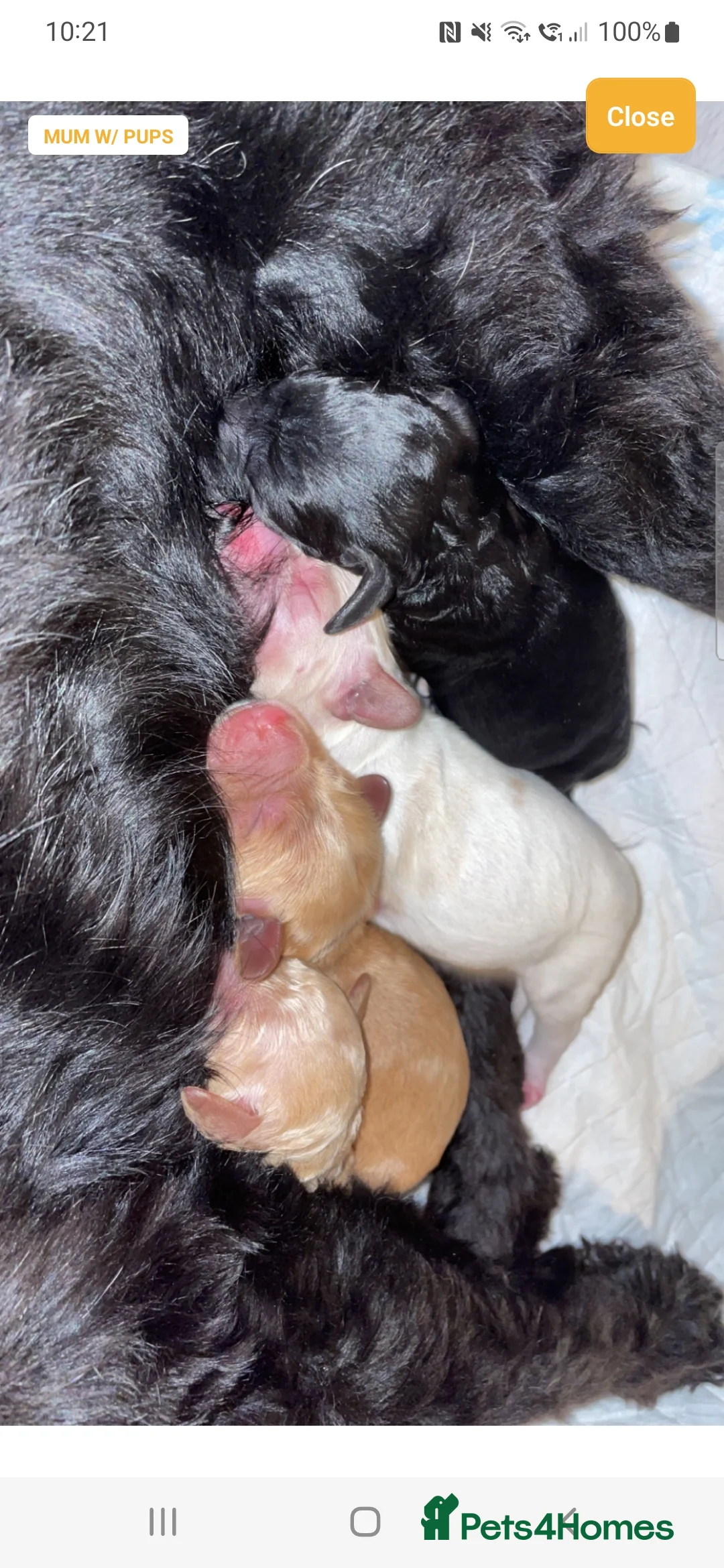 Cockapoo dogs for stud: Lovely proven F1 cockapoo for stud -Health Checked in Lanark - Advert 13