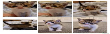 Mixed Breed Kitten 1