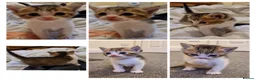 Mixed Breed cats for sale: 🐾 Stunning Half British Shorthair Kittens 🐾 in Stoke-on-Trent - Advert 2