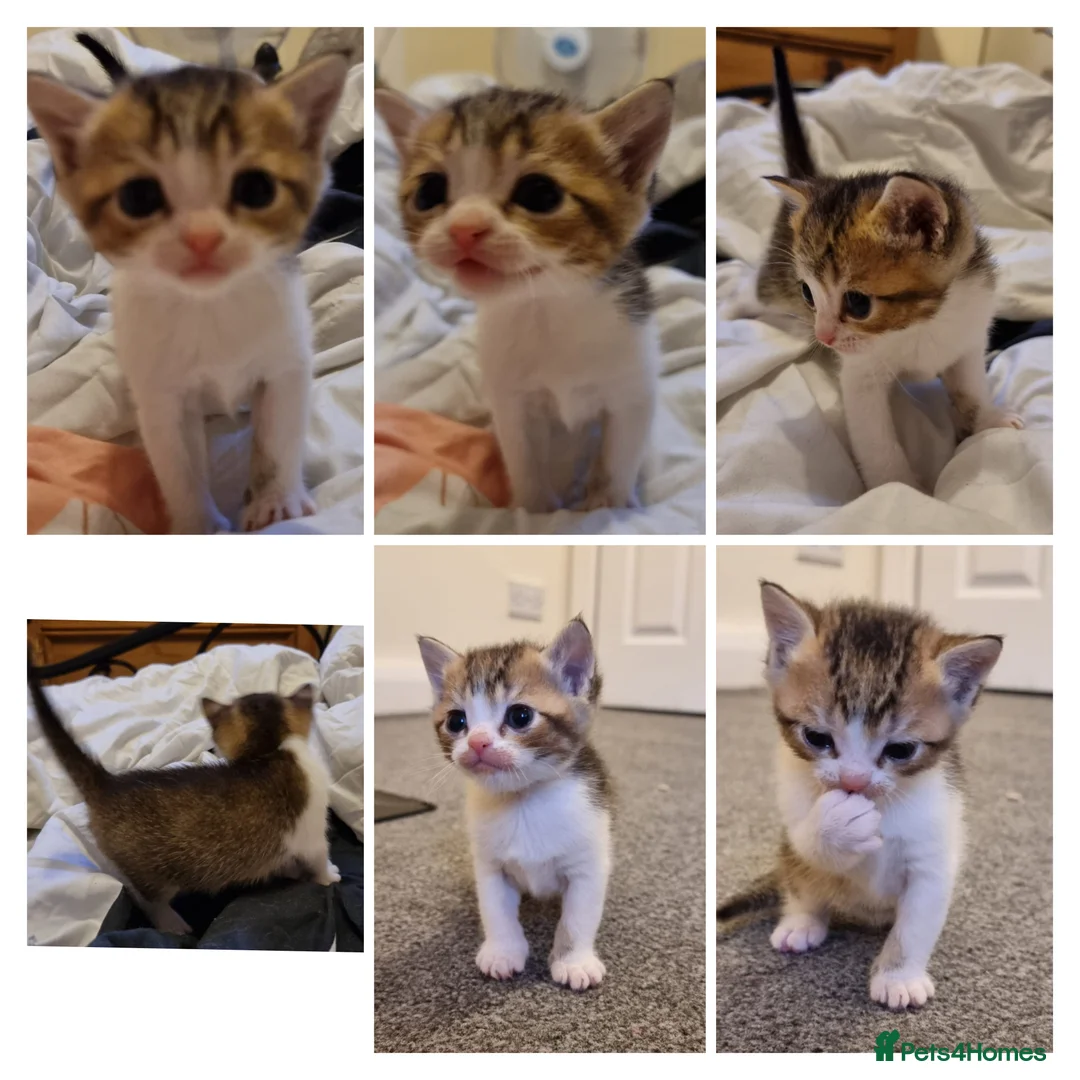 Mixed Breed cats for sale: 🐾 Stunning Half British Shorthair Kittens 🐾 in Stoke-on-Trent - Advert 2