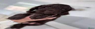 Cockapoo 1