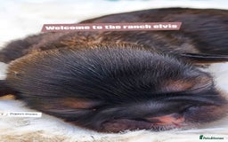 Shih Tzu dogs for sale: Baby shih  tzu puppies - Image 5