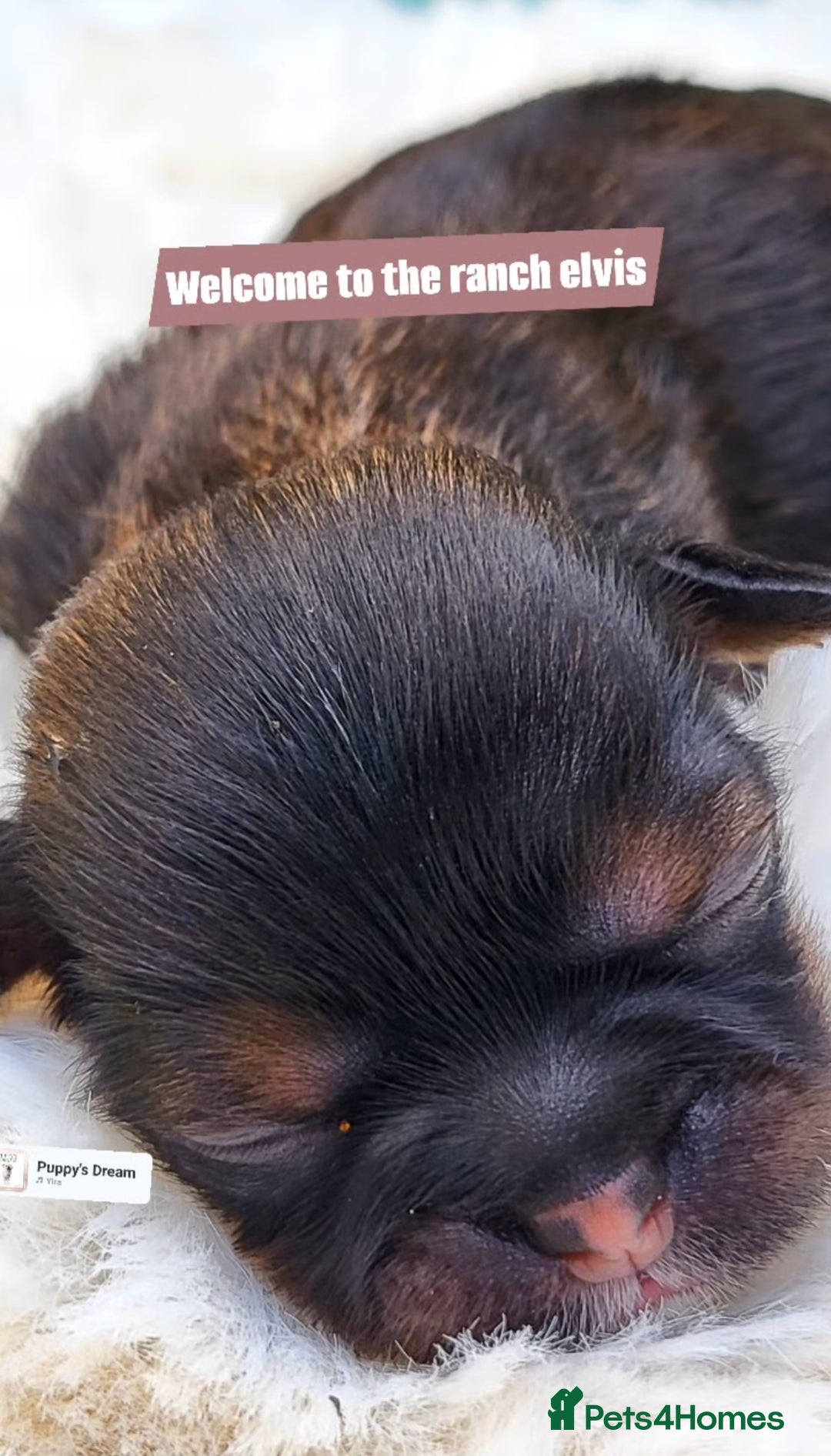Shih Tzu dogs for sale: Baby shih  tzu puppies - Image 5