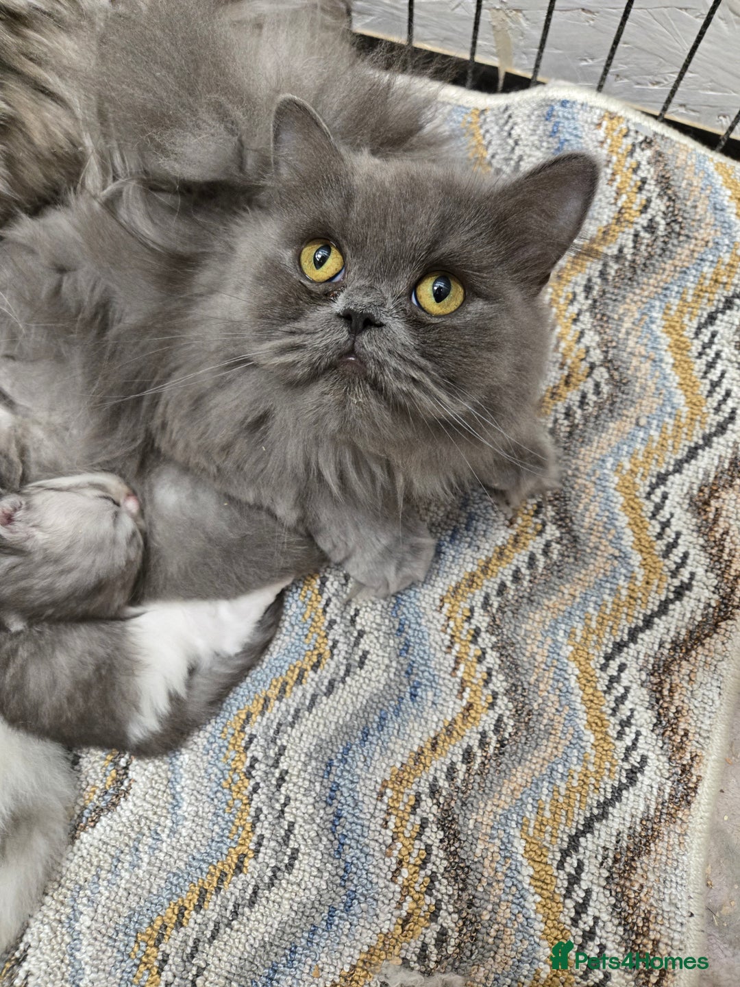 Persian cats for sale: A boy left 💙 - Image 6