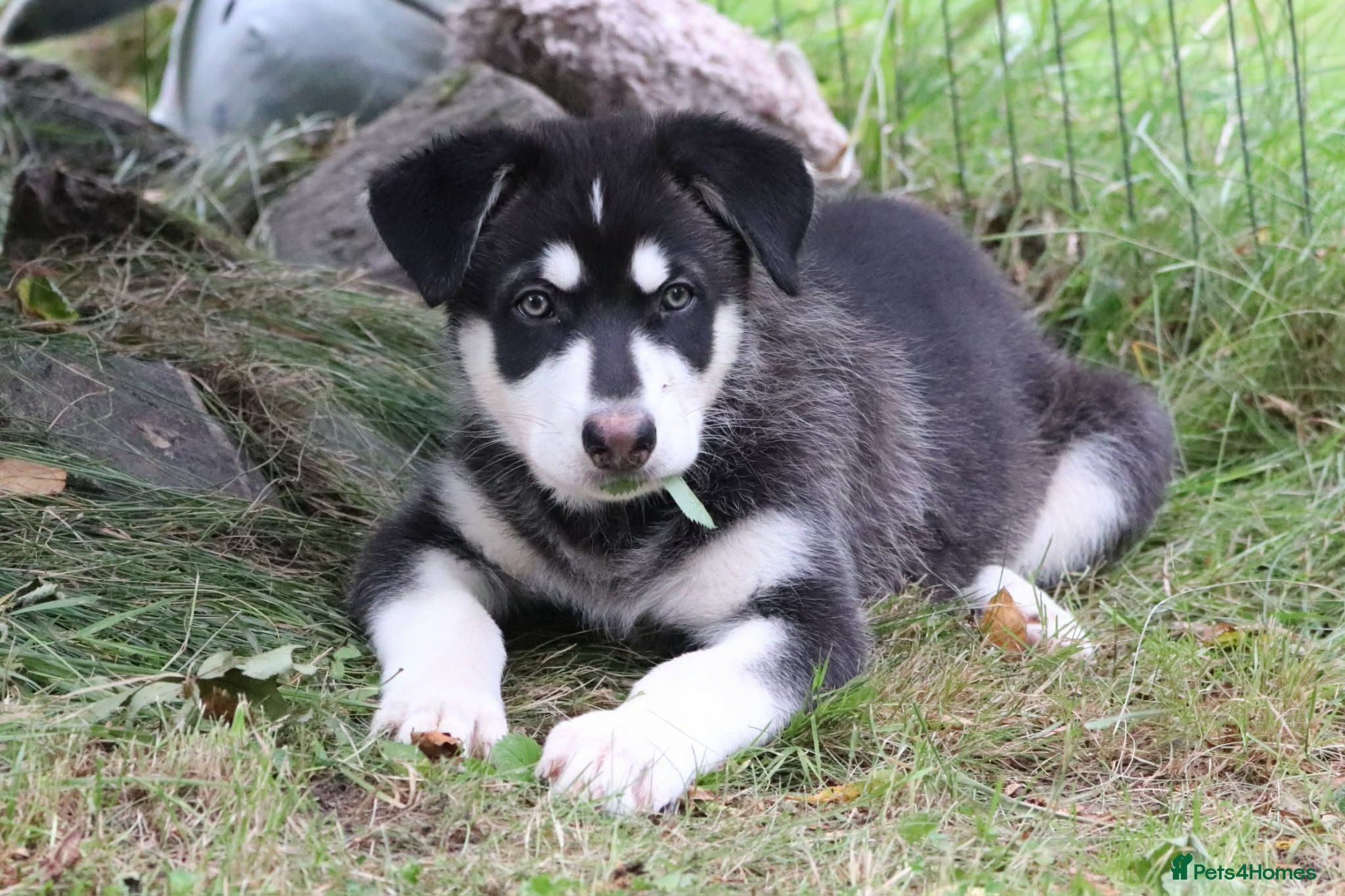 Northern Inuit dogs 1 male available - Advert 2
