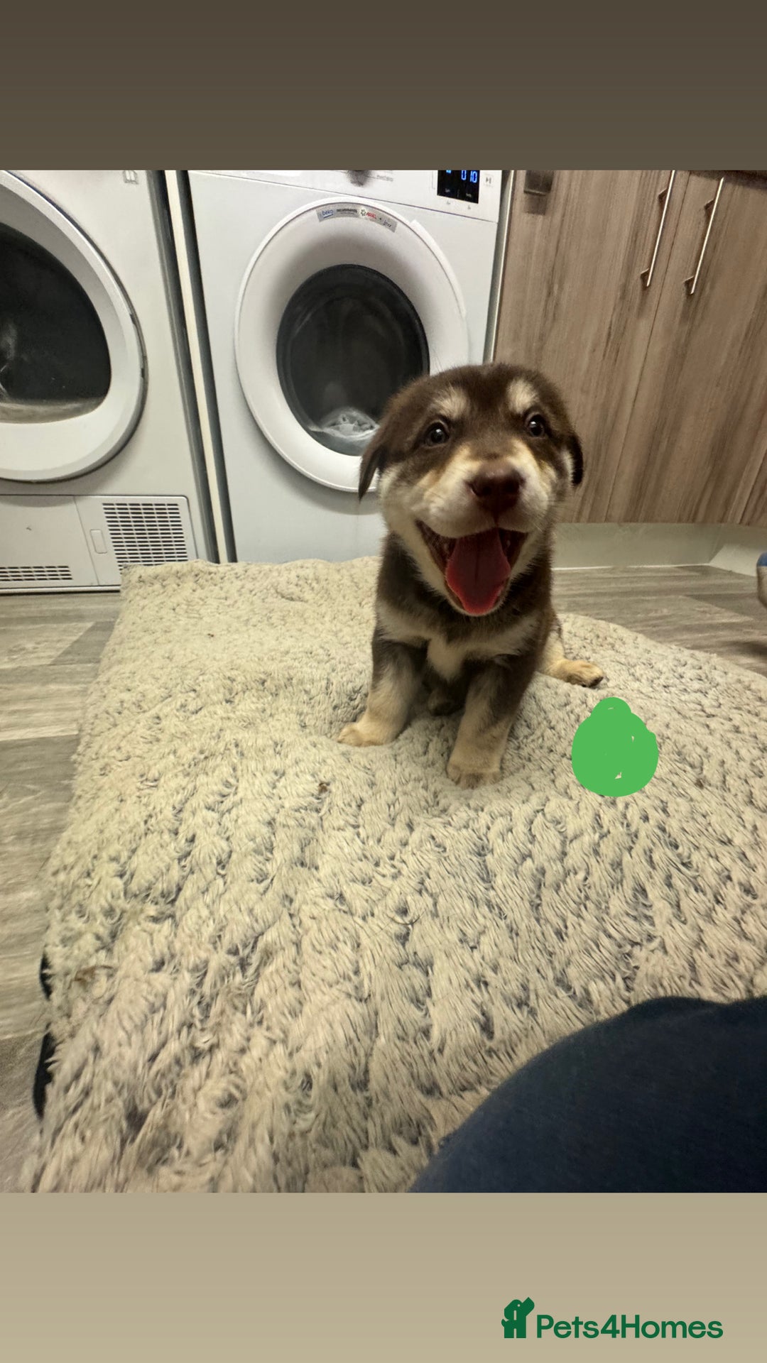 Mixed Breed dogs for sale: Beautiful huskadors - Advert 4