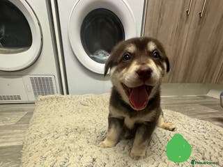 Mixed Breed dogs Beautiful huskadors - Advert 2