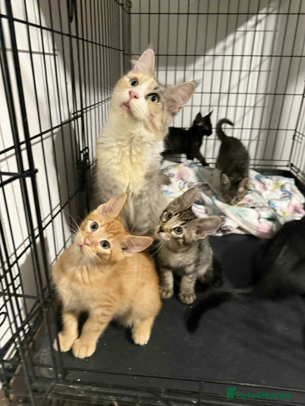 Maine Coon cats Amazing Maine Coon kittens  - Advert 4