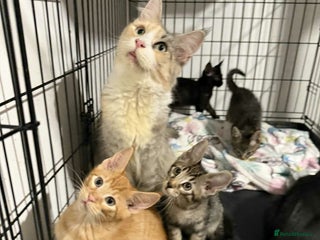 Maine Coon cats Amazing Maine Coon kittens - Advert 5