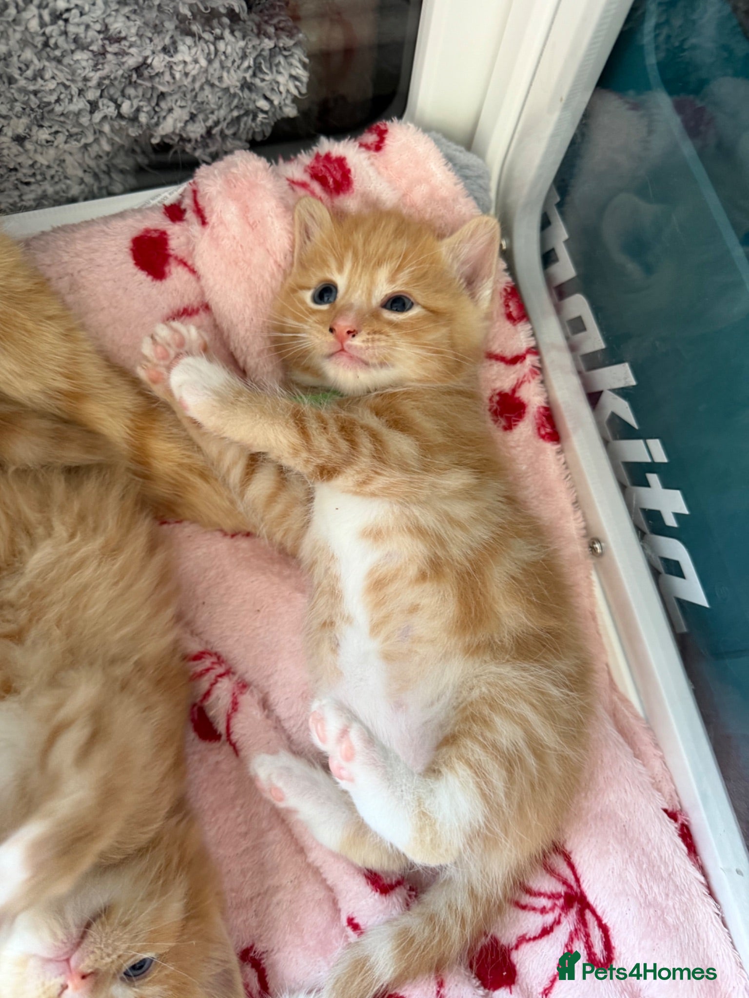 Domestic Shorthair cats Beautiful Kittens  - Advert 9