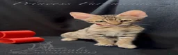 Savannah cats for sale: 2 and 3 months old. Tica Regist. Savannahs - Advert 21