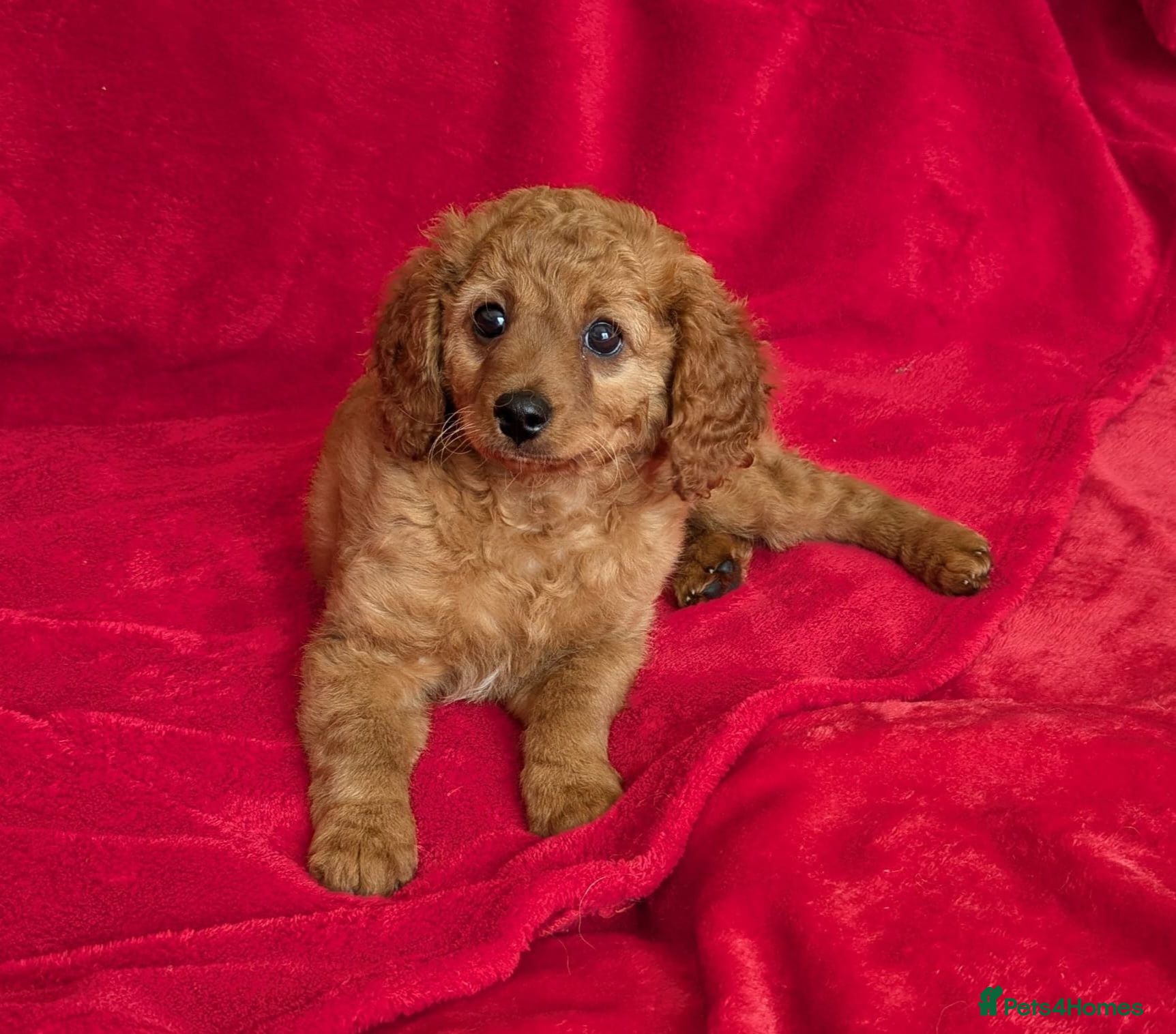 Cavapoo dogs ONLY ONE BOY PUPPY LEFT, price open to negotiation - Advert 1