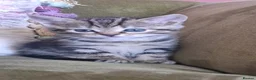 Bengal cats for sale: Beautiful part Bengal kittens - Advert 5