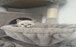 British Shorthair cats for sale: 4 Adorable Kittens are looking for new homes  - Image 11