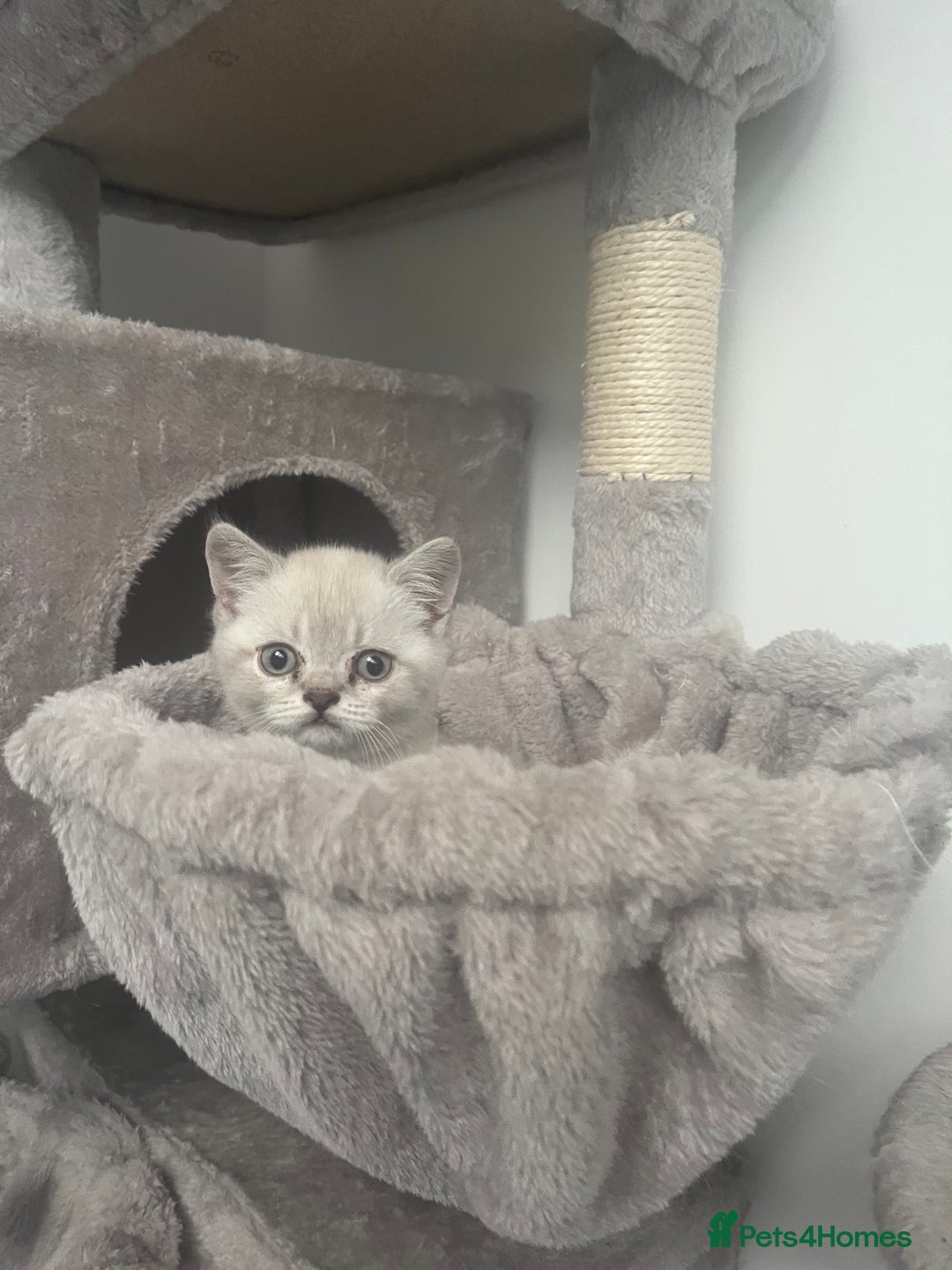 British Shorthair cats for sale: 4 Adorable Kittens are looking for new homes  - Image 11
