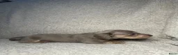 Miniature Dachshund dogs for sale: KC Blue & Lilac & Cream & Longhair MiniDachshund🤍 - Advert 20