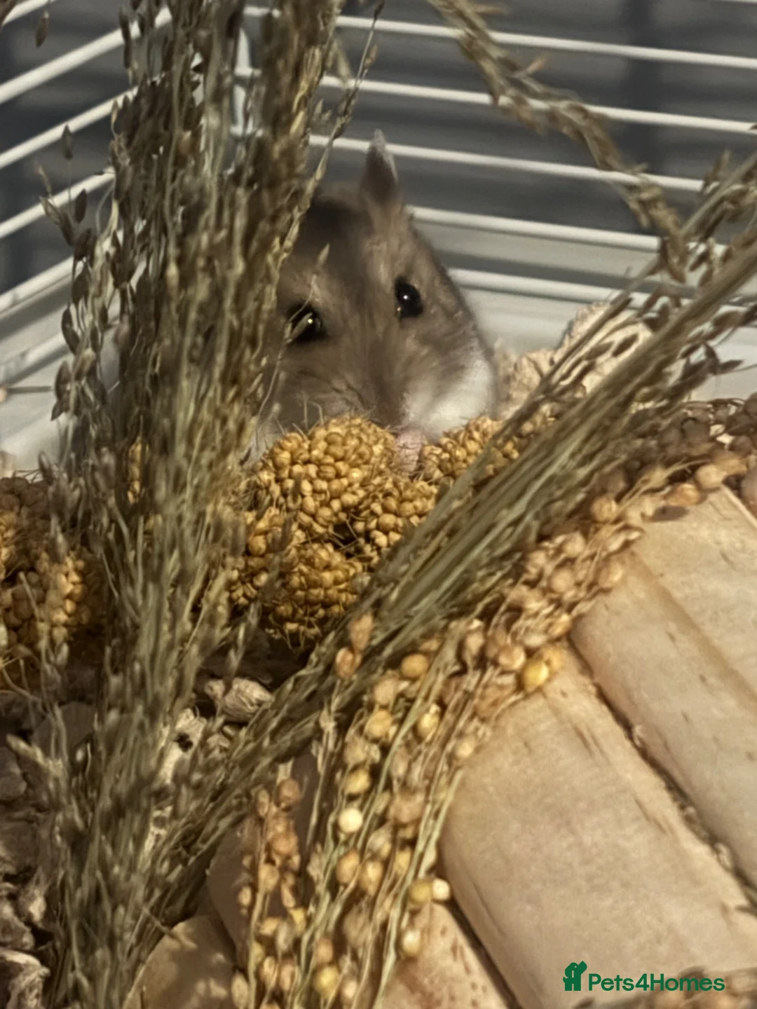 Hamster rodents for sale: Female Dwaf Hamster in Chester - Advert 1