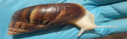 Snails invertebrates for sale: Giant African land snails (Achatina  fulica) - Advert 2