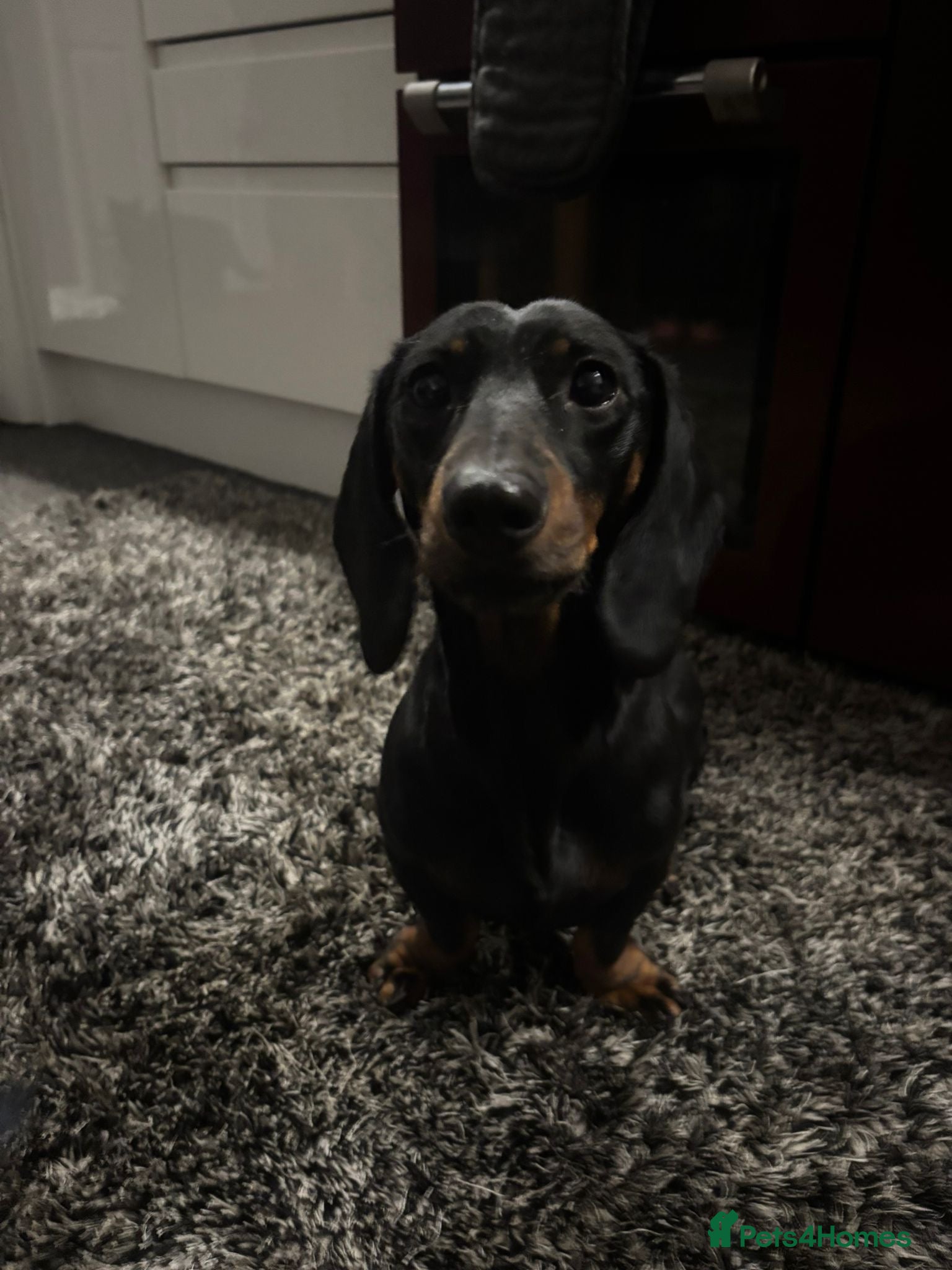 Dachshund dogs Miniature dashhound  - Advert 2