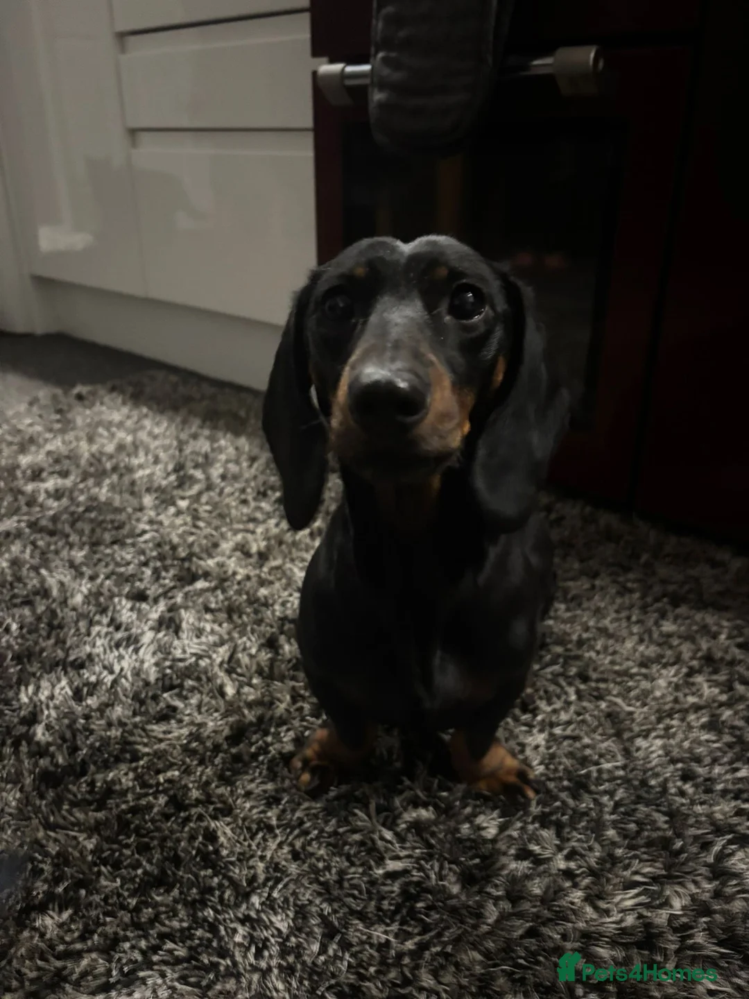 Dachshund dogs for sale: Miniature dashhound  - Advert 1