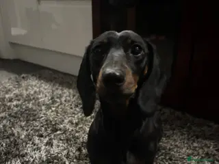Dachshund dogs Miniature dashhound - Advert 2