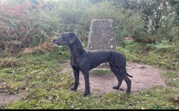 Mixed Breed dogs for sale: WOLFADOODLE F1B REVERSE. IRISH WOLFHOUND X  - Advert 8