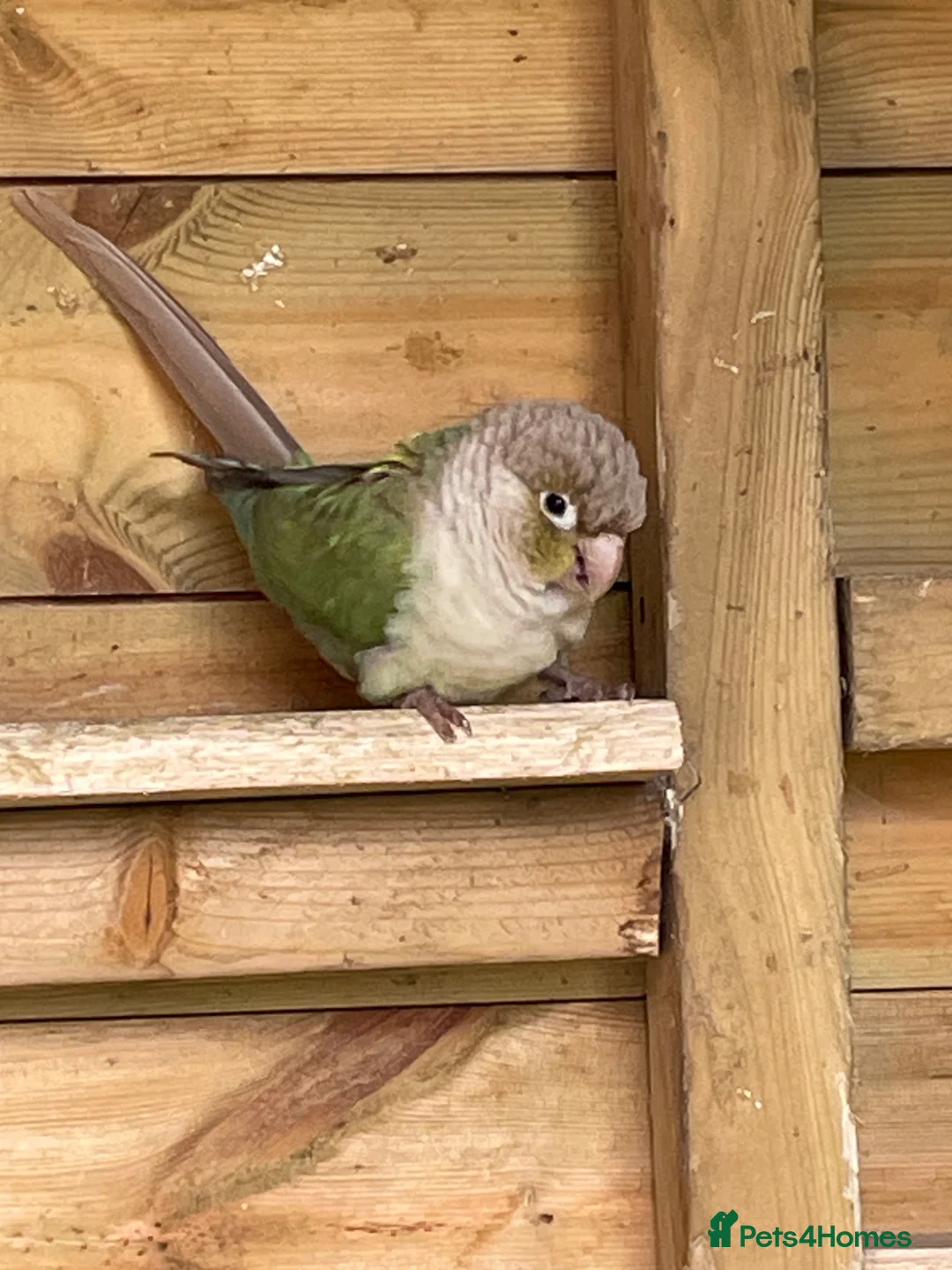 Conures birds for sale: Breeding trio of conures in Rochdale - Advert 3