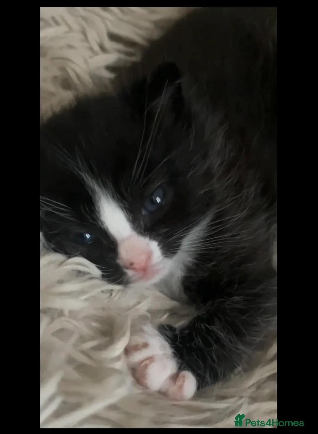 Mixed Breed cats for sale: Kittens in King's Lynn - Advert 2