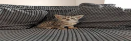 Mixed Breed cats for sale: Kittens  - Advert 34