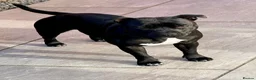 Staffordshire Bull Terrier dogs for sale: Adorable Staffordshire bull terrier - Advert 4