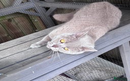 British Shorthair cats for sale: Lilac girl for sale  - Image 2