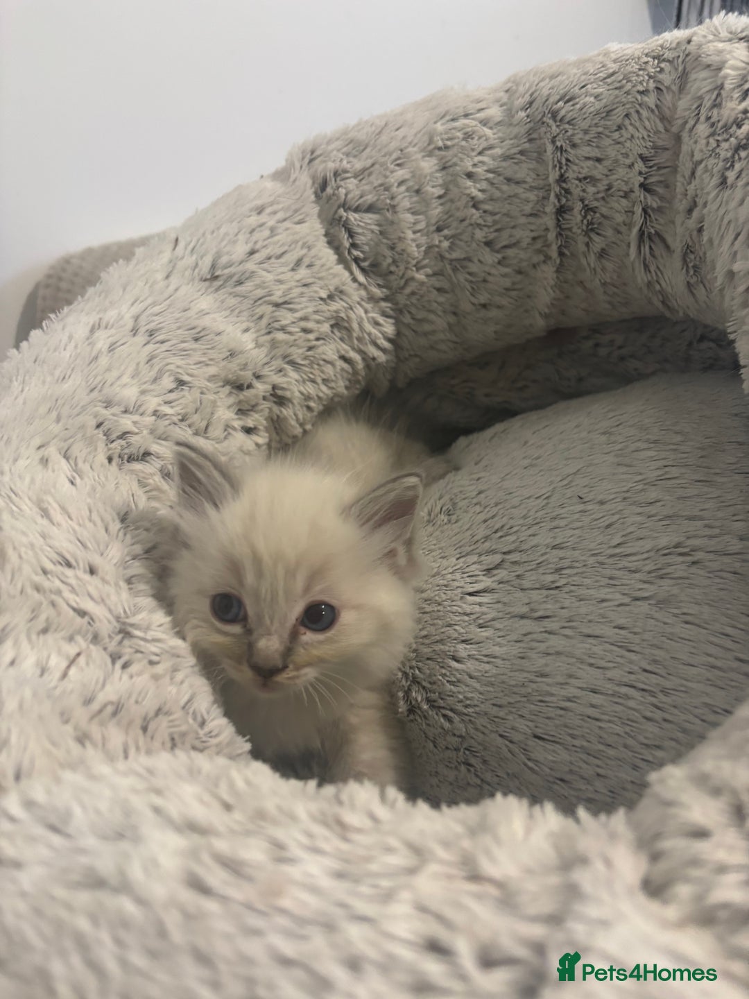 Ragdoll cats for sale: Ragdoll kittens - Advert 5