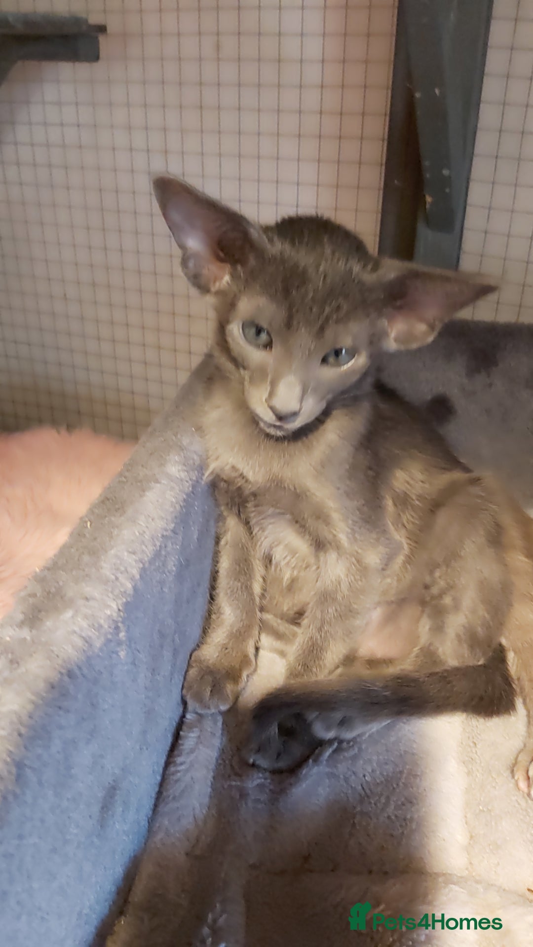 Oriental cats for sale: Full Pedigree Oriental 6 Kittens XL size ears GCCF - Advert 36