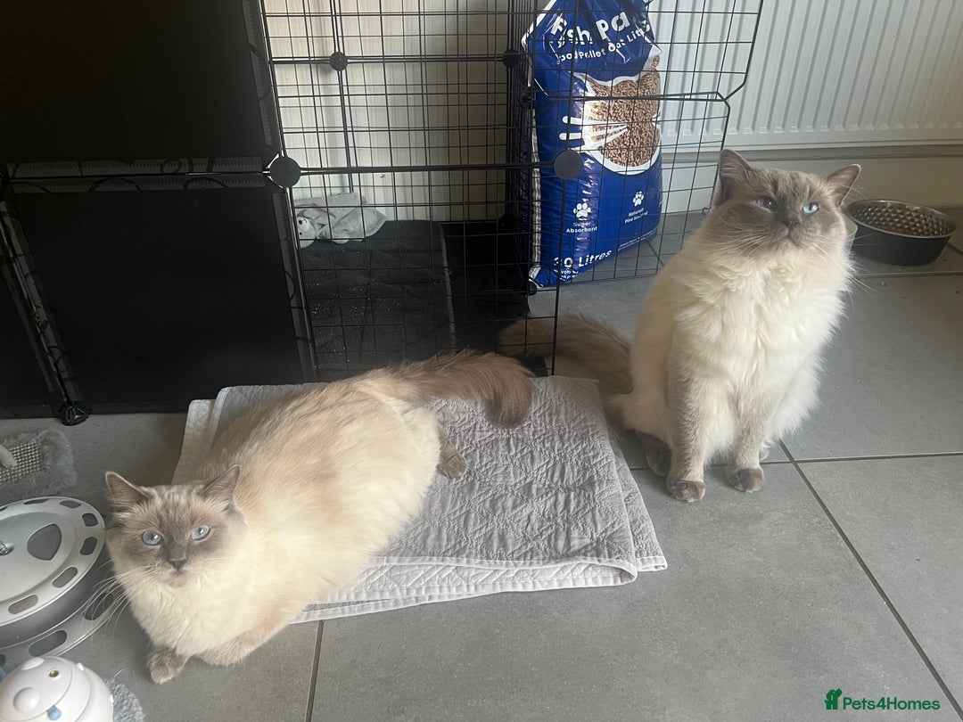 Ragdoll cats for sale: 🤍5 gorgeous female ragdoll kittens for sale🤍 - Advert 13