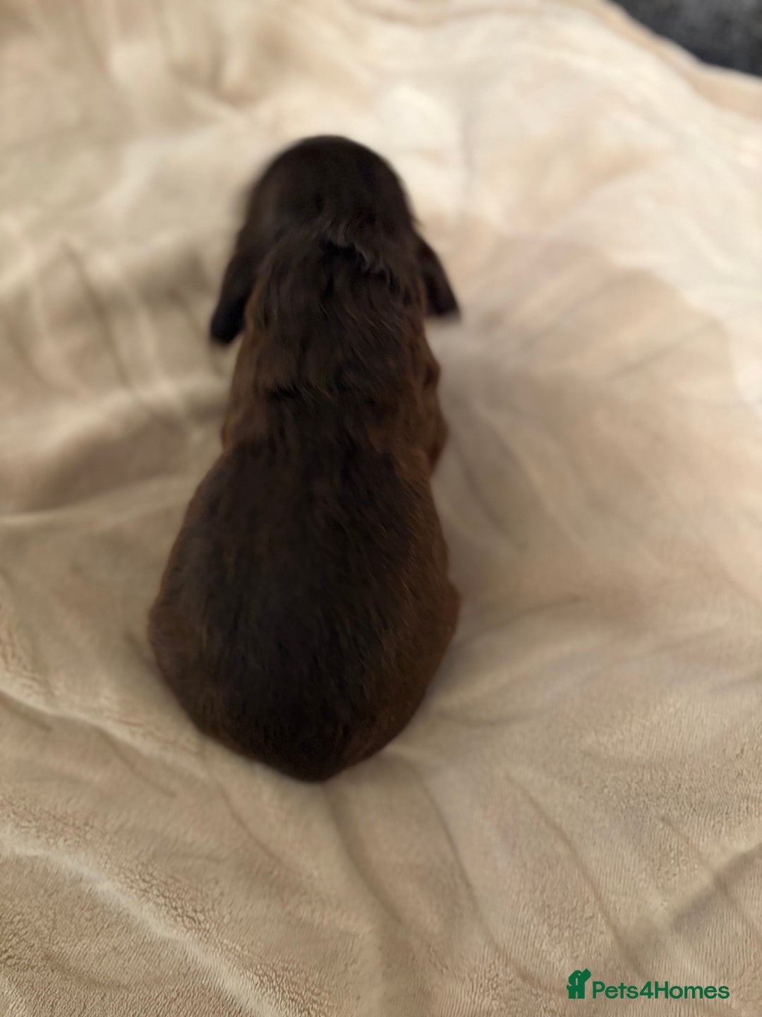 Cocker Spaniel dogs for sale: Quality kc show type cocker spaniels - Advert 27