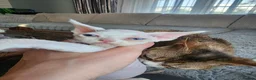 Devon Rex cats for sale: Two Devon Rex kittens for sale!!! - Advert 11