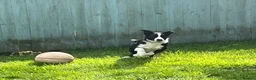 Border Collie dogs for sale: Border collie dog puppy - Advert 4