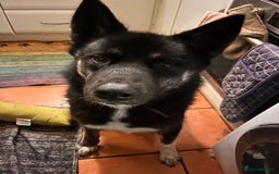 Mixed Breed dogs for sale: Comet - Image 3