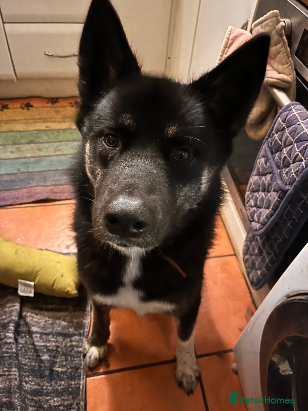 Mixed Breed dogs for sale: Comet - Image 3