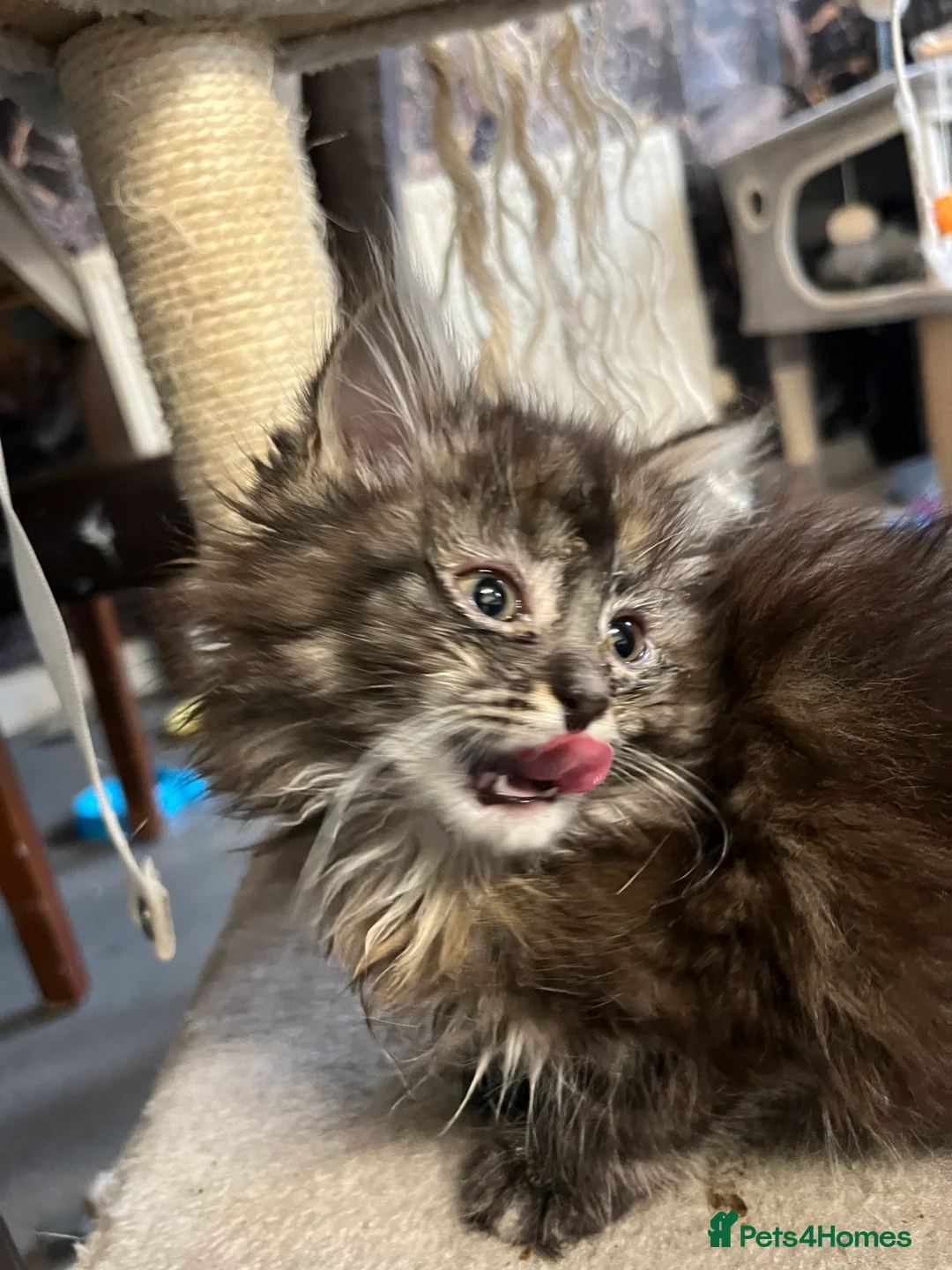 Maine Coon cats for sale: 🐾 Stunning Main Coon Female Kitten Available 🐾 - Advert 6