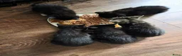 Mixed Breed cats for sale: Beautiful Kittens in Llanelli - Advert 4