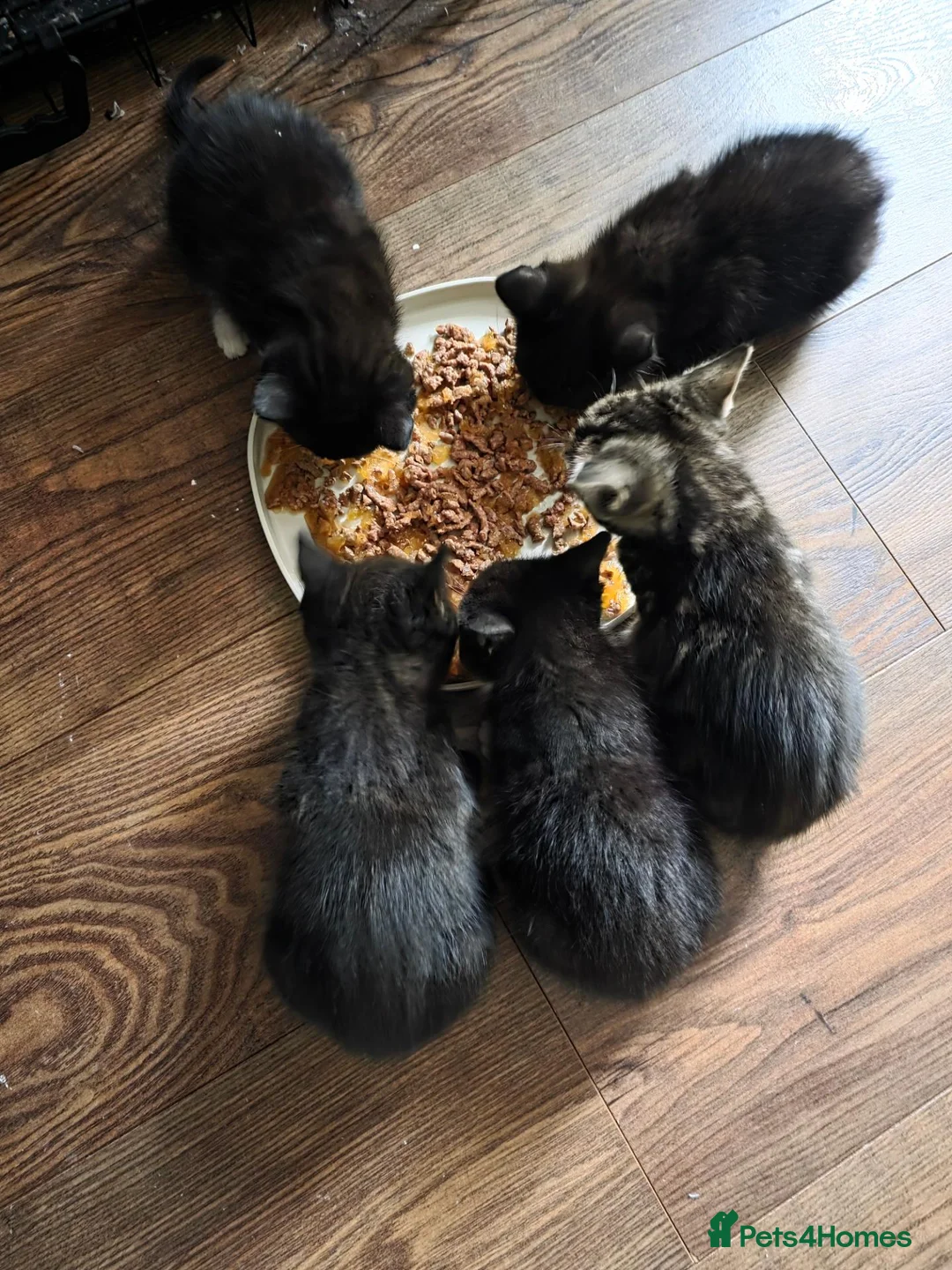 Mixed Breed cats for sale: Beautiful Kittens in Llanelli - Advert 4