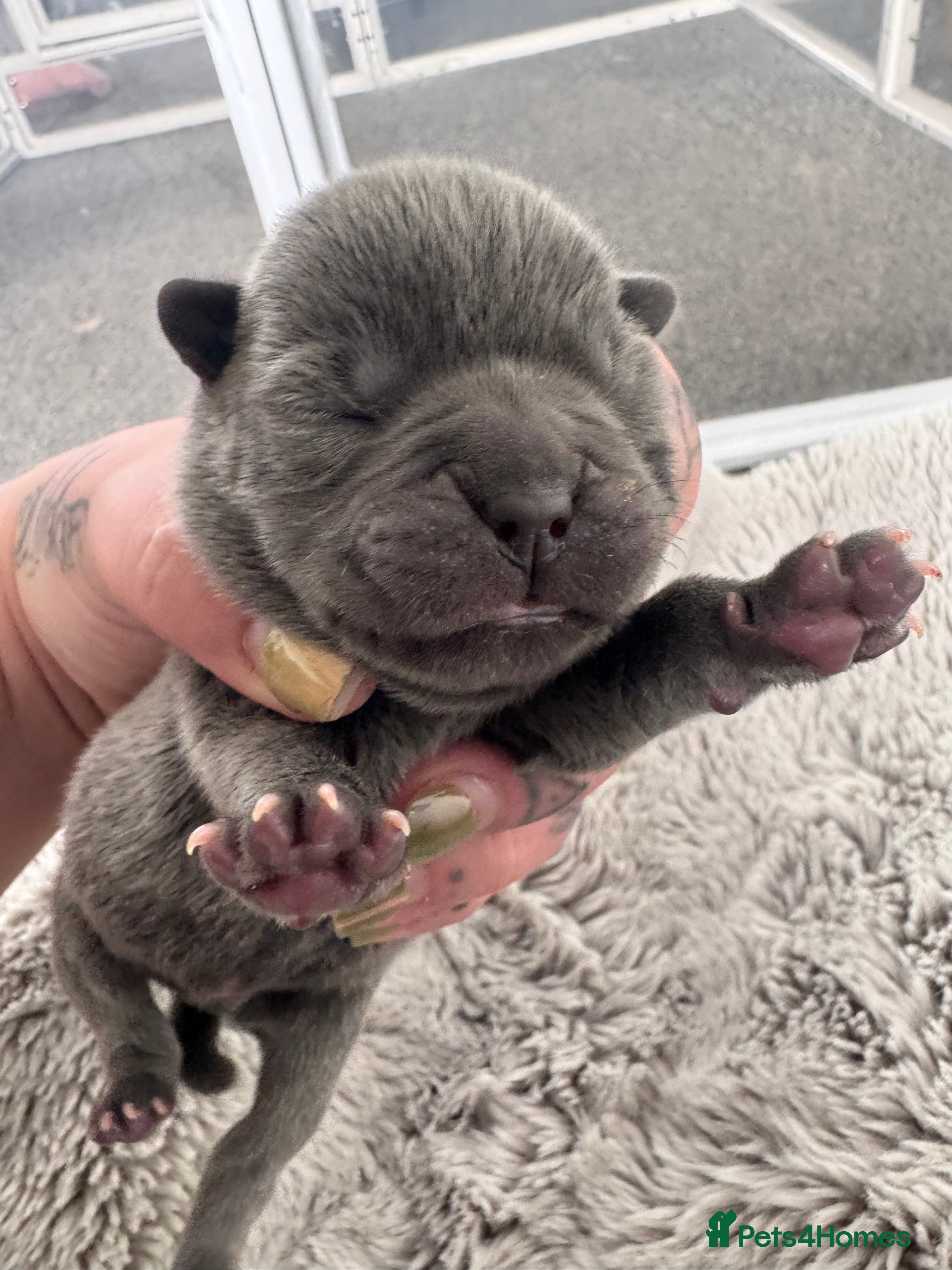Mixed Breed dogs for sale: Beautiful Litter of French Chows - Advert 12