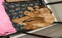 Cavapoo dogs for sale: 1 cavapoo girl ready to go next week - Image 4