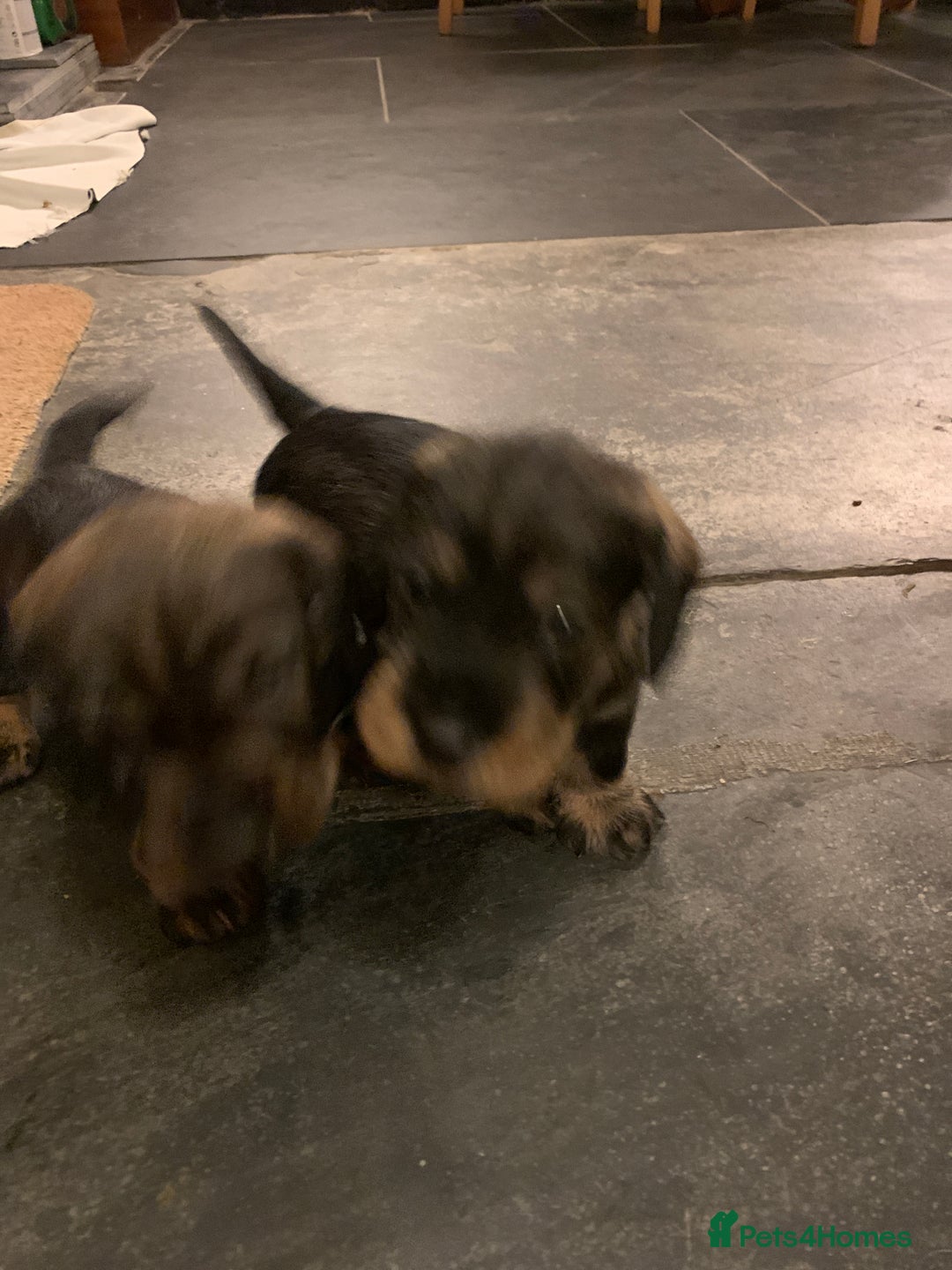 Dachshund dogs for sale: Standard wirehaired dachshund  - Advert 8