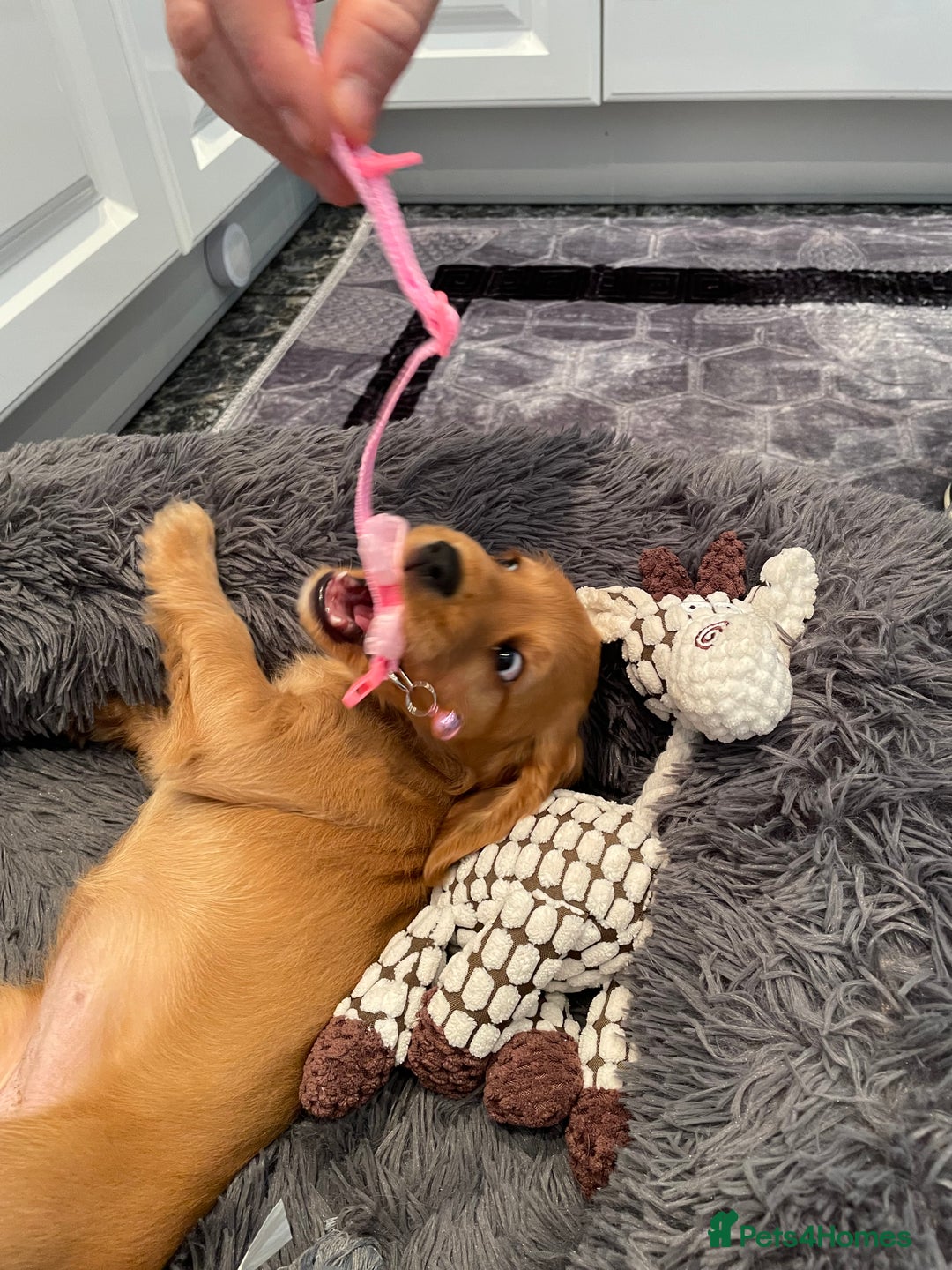 Cocker Spaniel dogs for sale:  Cocker spaniel puppies  - Advert 25