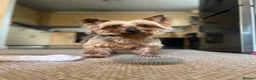 Yorkshire Terrier dogs for stud: Handsome Yorkie Buddy Available for Stud - Advert 10