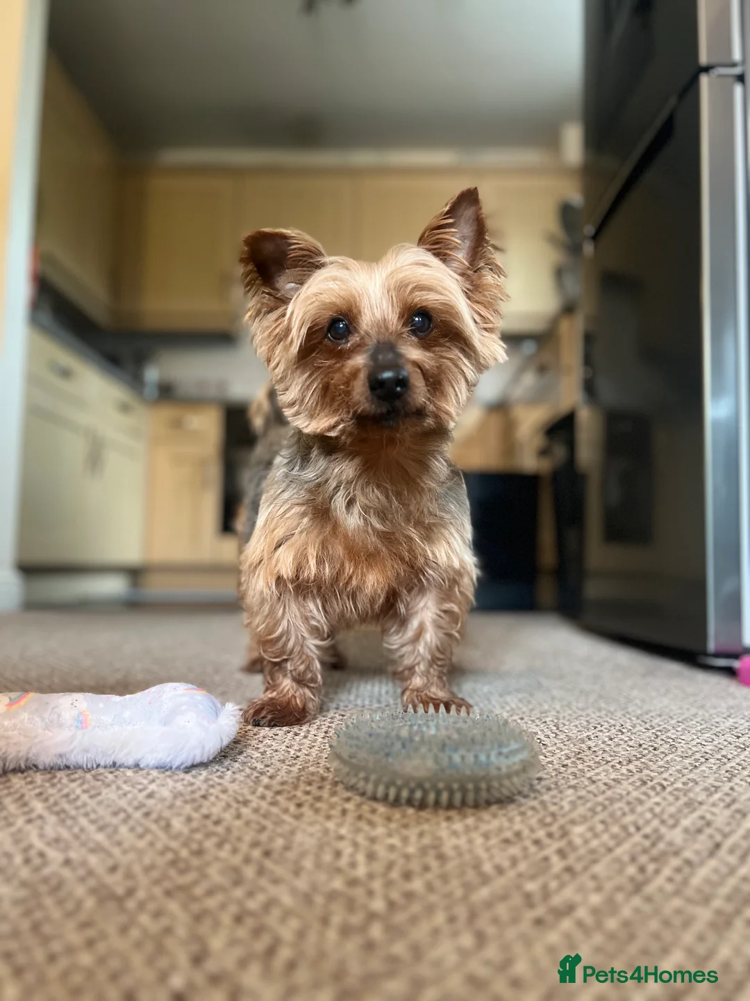 Yorkshire Terrier dogs for stud: Handsome Yorkie Buddy Available for Stud - Advert 10